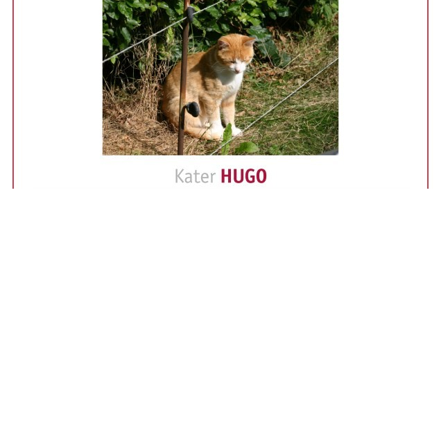Hugo 2015 vermisst