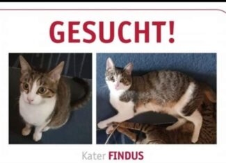 Findus