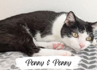 Penny und Peggy
