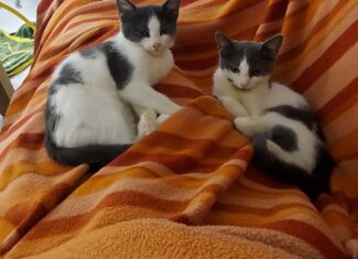 Bernhard und Bianca