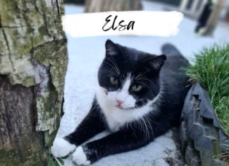 Elsa