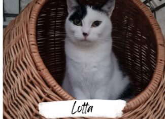 Lotta