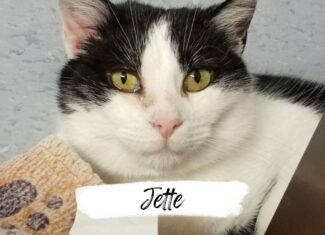 Jette