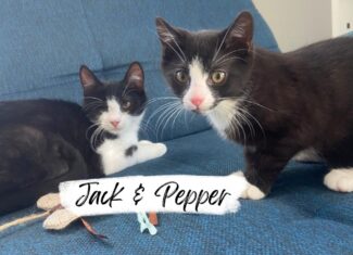 Jack & Pepper