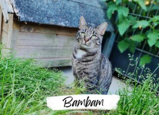 Bambam