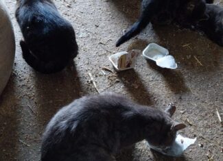 Junge Katzen von einem Bauernhof