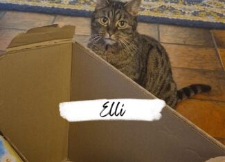 Elli