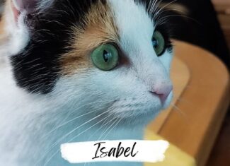 Isabel