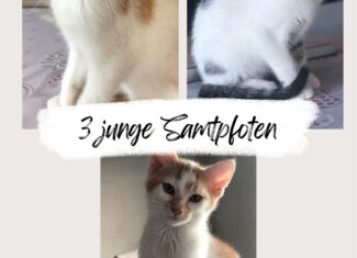 3 junge Samtpfoten