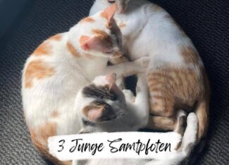 3 junge Samtpfoten