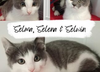 Selma, Selena & Selwin