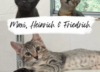 Maximiliane, Friedrich & Heinrich