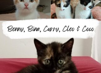 Benny, Bina, Curry, Cleo & Coco