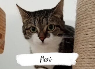 Nori