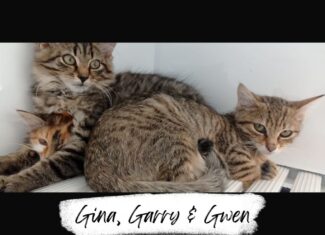 Gina, Gwen & Garry