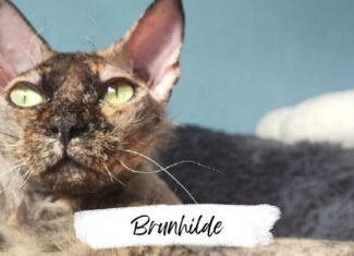 Brunhilde