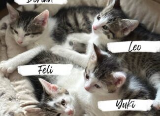 Dorian, Yuki, Feli und Leo
