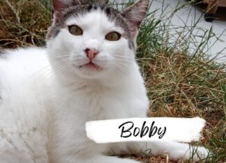 Bobby