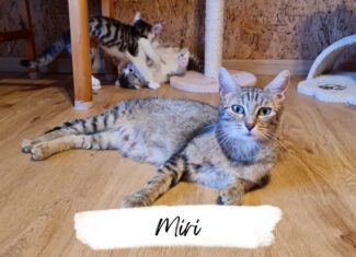 Miri