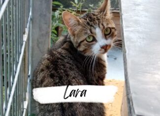 Lara