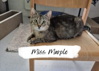 Miss Marple