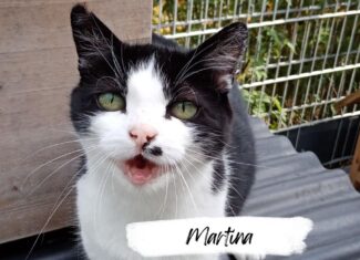 Martina