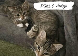 Maxi & Amigo