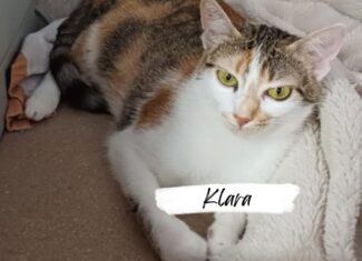 Klara