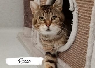 Rocco