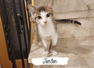 Justus