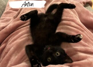Anton