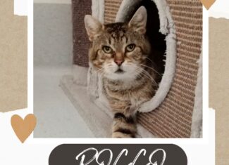 Rocco
