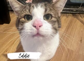 Eddie