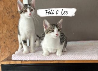 Feli & Leo