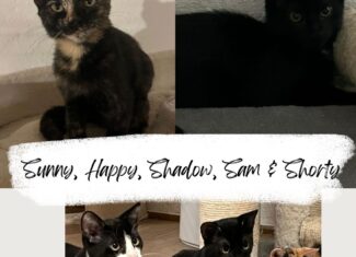 Sunny, Happy, Shadow, Sam & Shorty