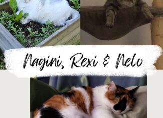 Nagini, Rexi & Nelo