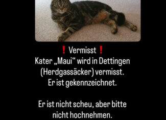Kater Maui