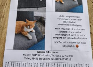 Roter Kater
