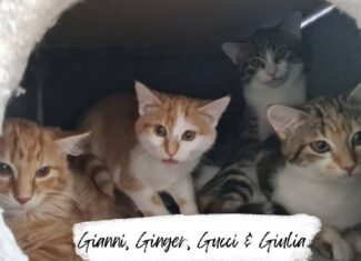 Gianni, Ginger, Gucci & Giulia