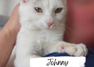 Johnny