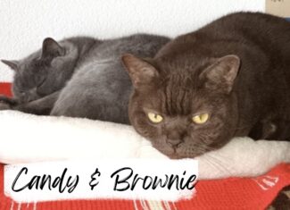 Candy & Brownie