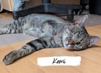 Kami