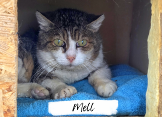 Mell