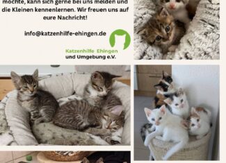 Unsere Kitten suchen ein Zuhause