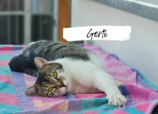 Gerti