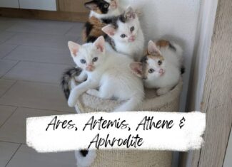 Ares, Artemis, Athene, Aphrodite
