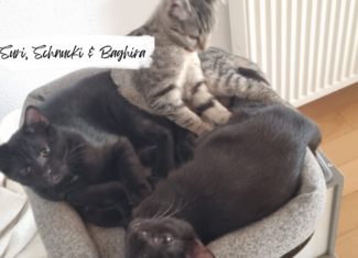 Suri, Schnucki & Baghira