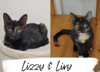 Lizzy & Livy