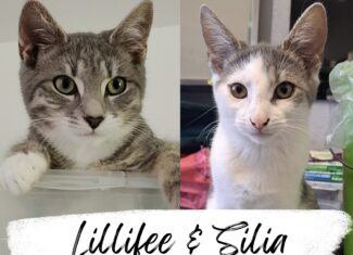 Lillifee & Silia