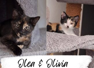 Olea & Olivia